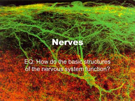 Nerves EQ: How do the basic structures of the nervous system function?