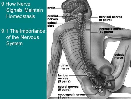 9 How Nerve Signals Maintain Homeostasis