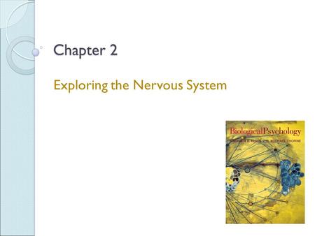 Chapter 2 Exploring the Nervous System. Anatomical Views Horizontal section - Shows structures viewed from above Sagittal section - Divides structures.