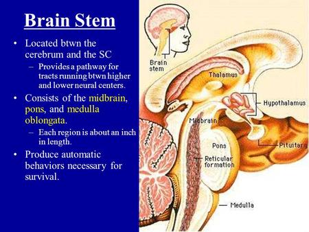 Brain Stem Located btwn the cerebrum and the SC