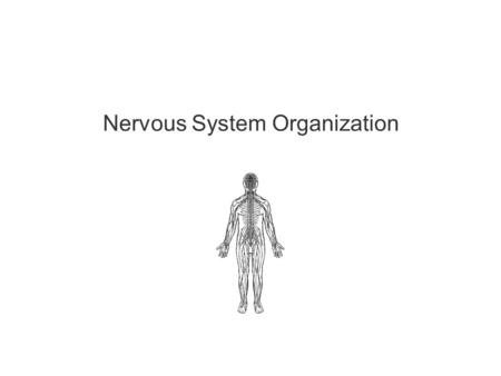 Nervous System Organization. 2 Much of the text material is from, “Principles of Anatomy and Physiology, 14th edition” by Gerald J. Tortora and Bryan.