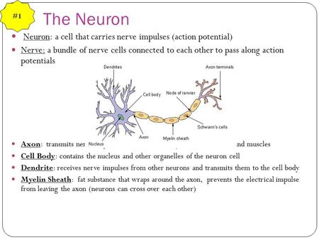 The Neuron Neuron: a cell that carries nerve impulses (action potential) Nerve: a bundle of nerve cells connected to each other to pass along action potentials.