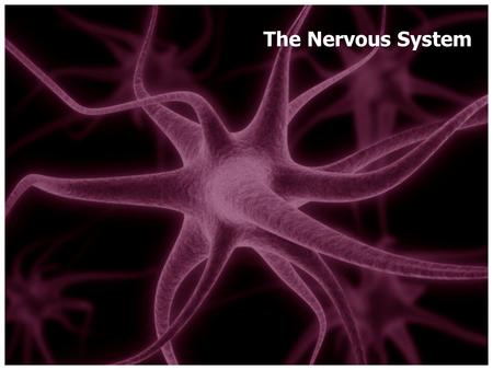 The Nervous System The master controlling and communicating system of the body. Vital in maintaining homeostasis Two divisions: – Central Nervous System.