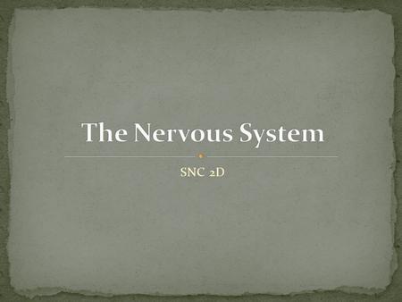 SNC 2D. The organ system that is made up of the brain, spinal cord, and the peripheral nerves System that senses the environment and coordinates appropriate.