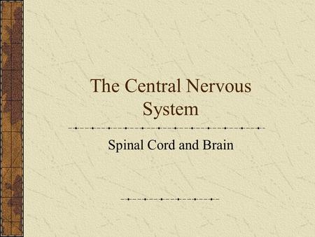 The Central Nervous System Spinal Cord and Brain.