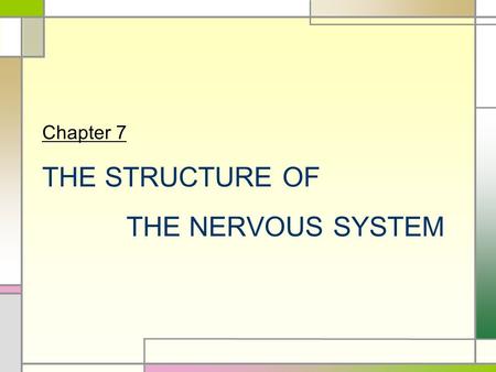 Chapter 7 THE STRUCTURE OF THE NERVOUS SYSTEM. INTRODUCTION  Nervous System  The structure of the nervous system will tell us about brain function 