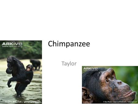 Chimpanzee Taylor. Habitat Rain forests Lowland And mountain forests.
