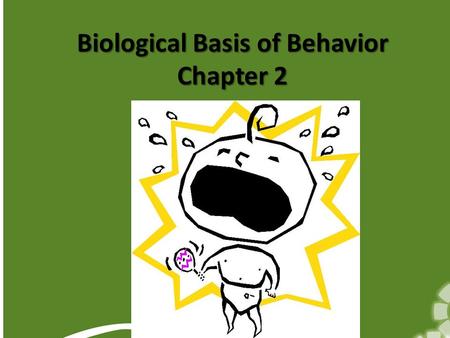Biological Basis of Behavior Chapter 2. What are the different ways for doctors to see inside your body? CAT (CT Scan) – noninvasive medical test that.