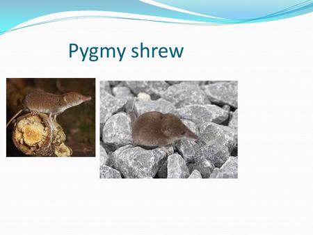 Pygmy shrew. About A small insectivorous mammal with tiny eyes and a large nose giving it keen sense of smell. Shrews live life in the fast lane, hectically.