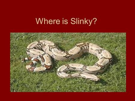 Where is Slinky?. You arrive home. It is 3:30. You must have beaten your sisters home. Your mom and dad don’t get home until 5:00 pm. You live in a ninety.