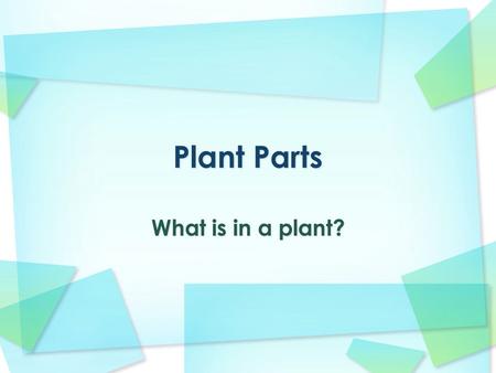 What is in a plant?. Why are plants important? Plants are essential for life on our planet. They provide all the energy for the ecosystem, because they.
