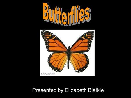 Presented by Elizabeth Blaikie. Butterfly Anatomy.