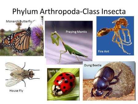 Phylum Arthropoda-Class Insecta Monarch Butterfly Praying Mantis Fire Ant House Fly Lady Bug Dung Beetle.