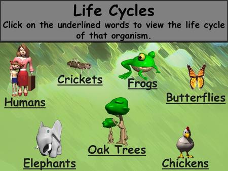 Life Cycles Click on the underlined words to view the life cycle of that organism. Humans Butterflies Crickets Frogs Chickens Elephants Oak Trees.