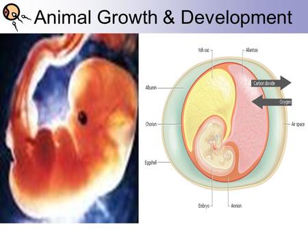 Animal Growth & Development. Beginnings of the Embryo  Fertilization- union of the gametes Sperm- very small, mobile, ½ of chromosome set Egg- very large,