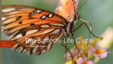 The Butterfly Life Cycle An Interactive Lesson Get Started!