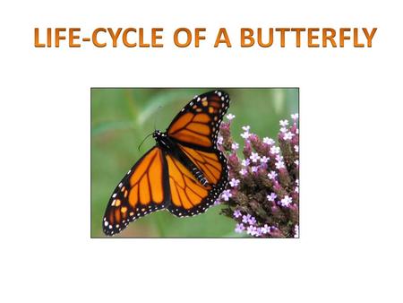 You will be able to Identify the stages in a butterfly life cycle Create a model of a complete butterfly life cycle Demonstrate the correct order of a.