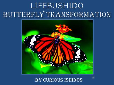 By Curious Ishidos. A Three Dimensional Comparison of the development of a butterfly to the different components of Lifebushido.