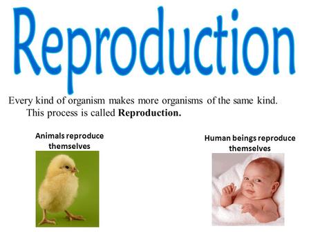Every kind of organism makes more organisms of the same kind. This process is called Reproduction. Animals reproduce themselves Human beings reproduce.