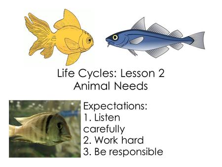Life Cycles: Lesson 2 Animal Needs Expectations: 1. Listen carefully 2. Work hard 3. Be responsible.