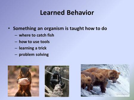 Learned Behavior Something an organism is taught how to do – where to catch fish – how to use tools – learning a trick – problem solving.