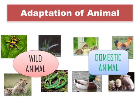 Adaptation of Animal WILD ANIMAL DOMESTIC ANIMAL DOMESTIC ANIMAL.