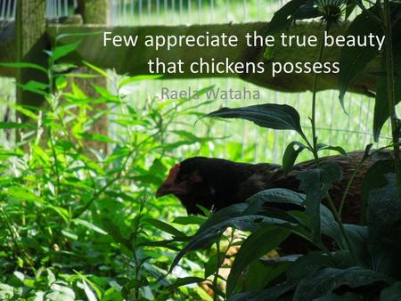 Few appreciate the true beauty that chickens possess Raela Wataha.