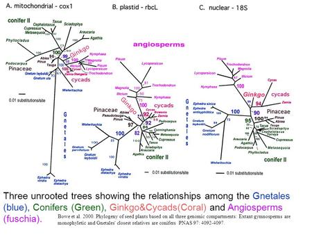 Three unrooted trees showing the relationships among the Gnetales (blue), Conifers (Green), Ginkgo&Cycads(Coral) and Angiosperms (fuschia). Bowe et al.