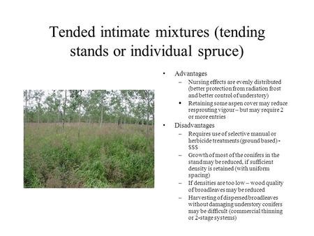 Tended intimate mixtures (tending stands or individual spruce) Advantages –Nursing effects are evenly distributed (better protection from radiation frost.