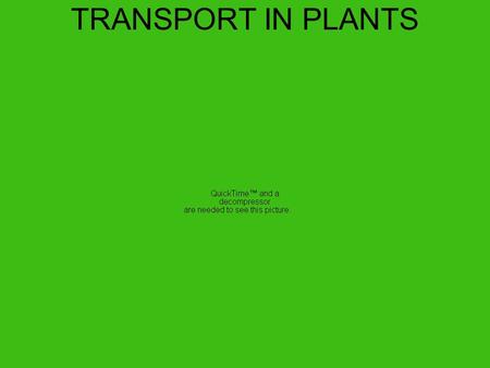 TRANSPORT IN PLANTS.