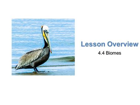 Lesson Overview 4.4 Biomes.