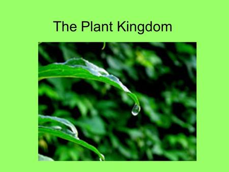 The Plant Kingdom.