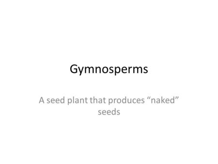 A seed plant that produces “naked” seeds
