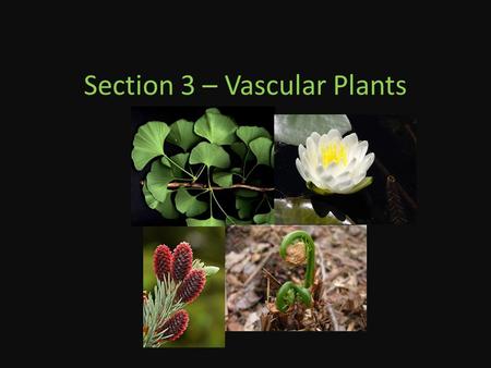 Section 3 – Vascular Plants. Seedless Vascular Plants Dominated the earth until 200 million years ago Made up of 4 phyla – The ferns and the fern allies.