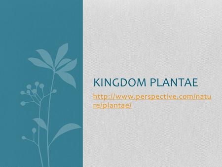 re/plantae/ KINGDOM PLANTAE.