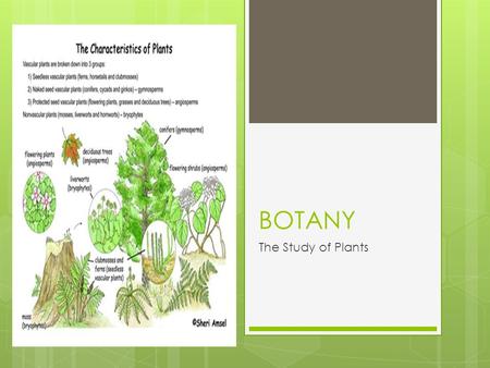 BOTANY The Study of Plants. Part 1: Classifying Plants.