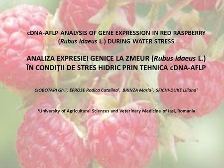 CDNA-AFLP ANALYSIS OF GENE EXPRESSION IN RED RASPBERRY (Rubus idaeus L.) DURING WATER STRESS ANALIZA EXPRESIEI GENICE LA ZMEUR (Rubus idaeus L.) ÎN CONDIŢII.