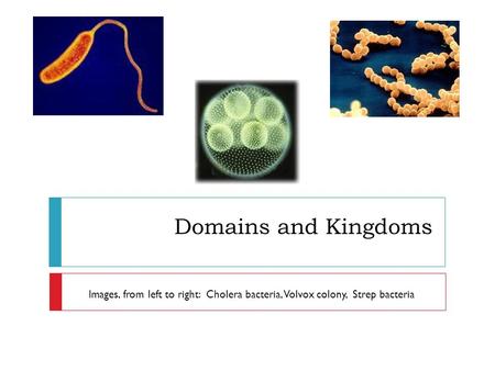 Domains and Kingdoms Images, from left to right: Cholera bacteria, Volvox colony, Strep bacteria.
