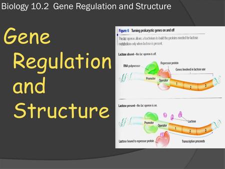 Biology 10.2 Gene Regulation and Structure Gene Regulation and Structure.