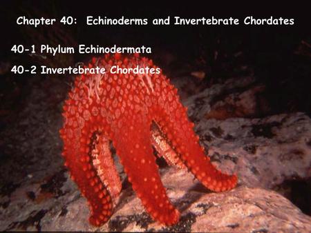 Chapter 40: Echinoderms and Invertebrate Chordates