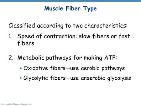 Copyright © 2010 Pearson Education, Inc. Muscle Fiber Type Classified according to two characteristics: 1.Speed of contraction: slow fibers or fast fibers.