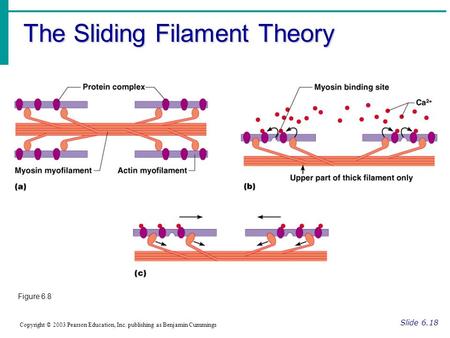 The Sliding Filament Theory Slide 6.18 Copyright © 2003 Pearson Education, Inc. publishing as Benjamin Cummings Figure 6.8.
