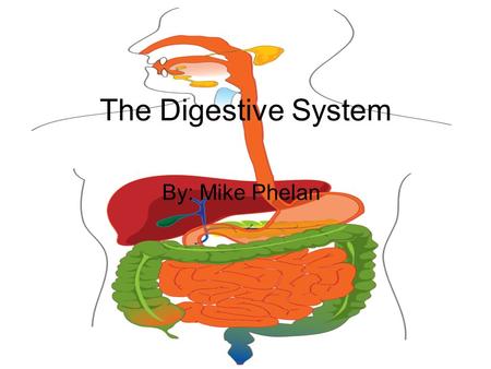The Digestive System By: Mike Phelan.