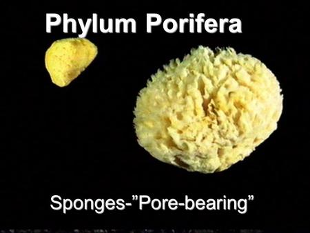 Phylum Porifera Sponges-”Pore-bearing”.