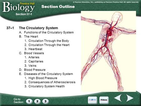 Section Outline 37–1 The Circulatory System