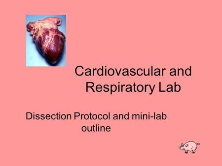 Cardiovascular and Respiratory Lab Dissection Protocol and mini-lab outline.