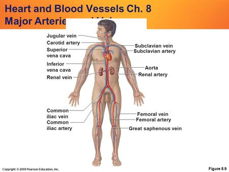Copyright © 2009 Pearson Education, Inc. Heart and Blood Vessels Ch. 8 Major Arteries and Veins Figure 8.9 Subclavian artery Subclavian vein Jugular vein.