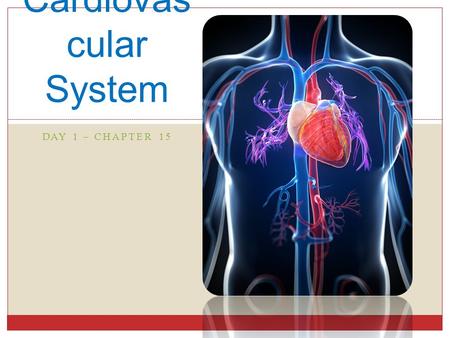 DAY 1 – CHAPTER 15 Cardiovas cular System. Overview Vascular System blood circulates inside closed transport systems.