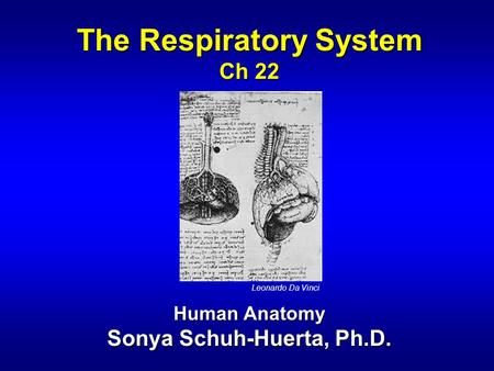 The Respiratory System Sonya Schuh-Huerta, Ph.D.