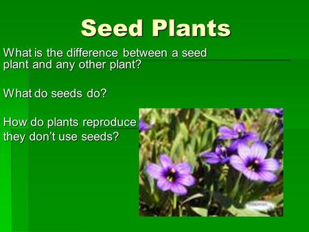 Seed Plants What is the difference between a seed plant and any other plant? What do seeds do? How do plants reproduce if they don’t use seeds?